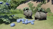 4 WombatBerries
