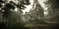 forest mood foggy4