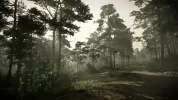 forest mood foggy4